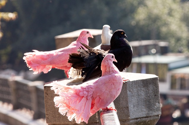 他们有效地 他们有效地